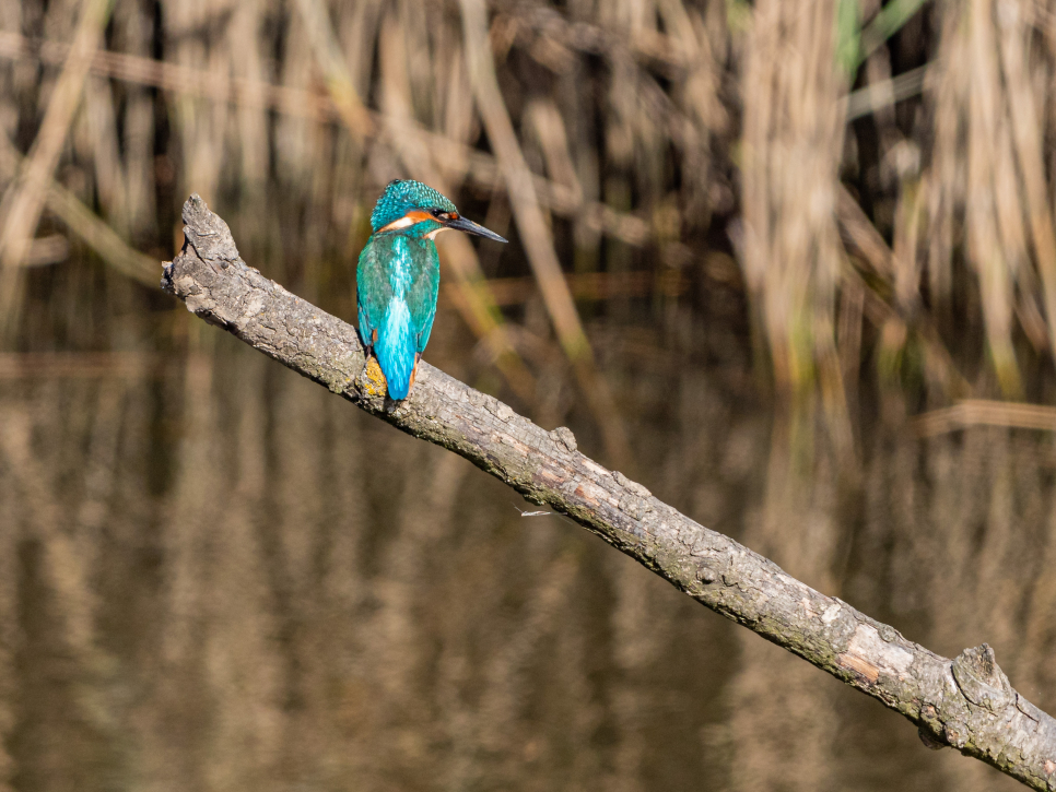 Photographing wetland wildlife in autumn